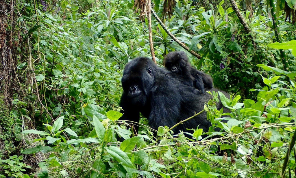 Uganda Rwanda gorilla safaris