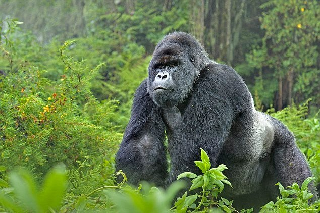 Guide to Volcanoes National Park Rwanda
