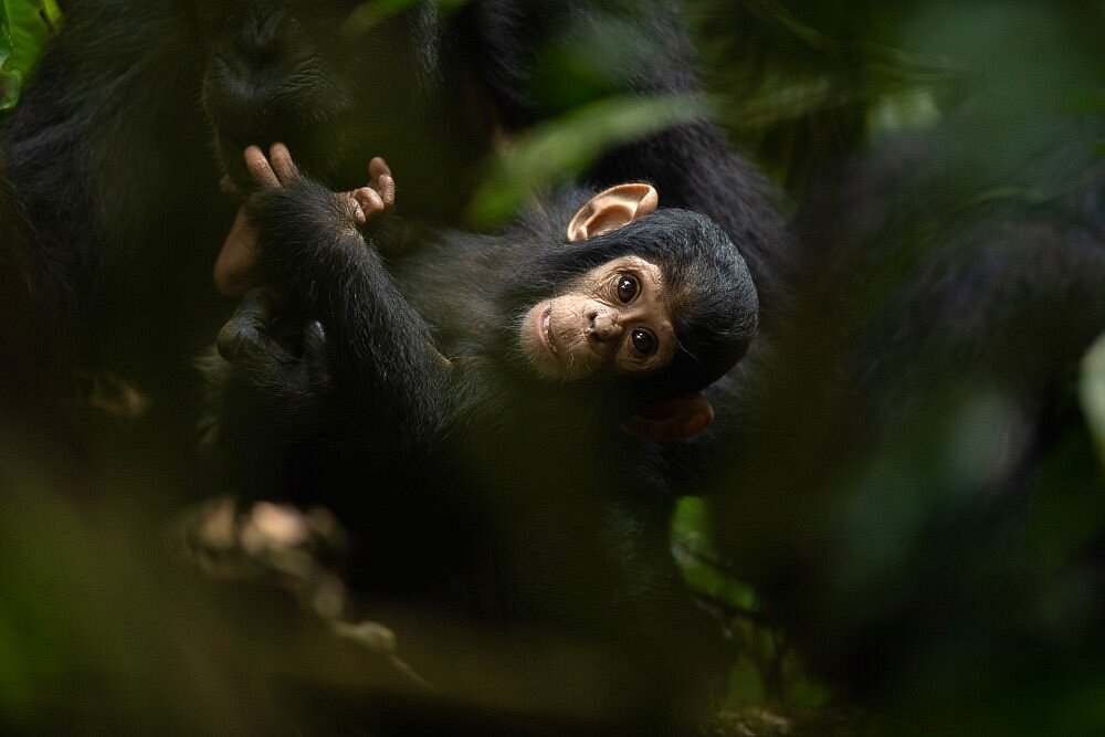 Chimpanzee trekking in Nyungwe Forest Park