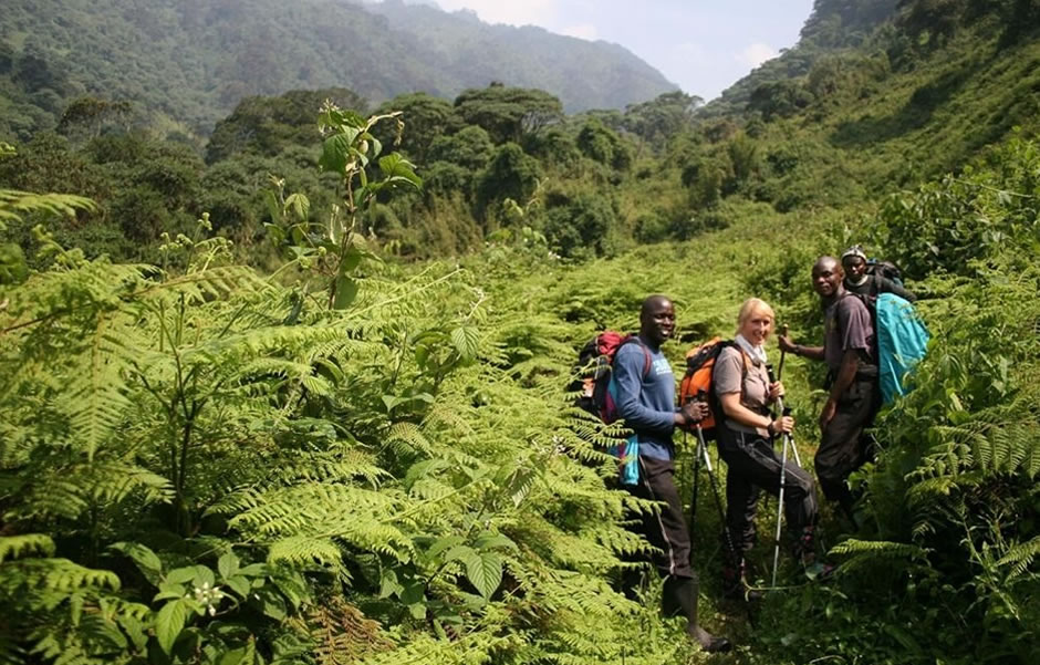 Nyungwe Forest Park
