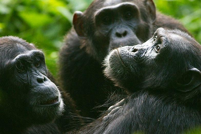 Chimpanzee trekking in Kibale Forest