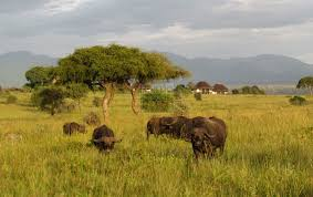 Wildlife reserves in Uganda
