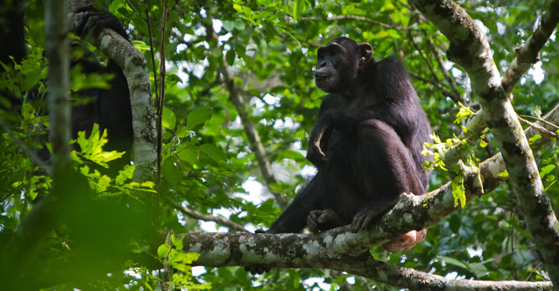Chimpanzee trekking in Budongo Forest