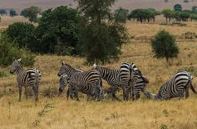 Bugungu Game Reserve