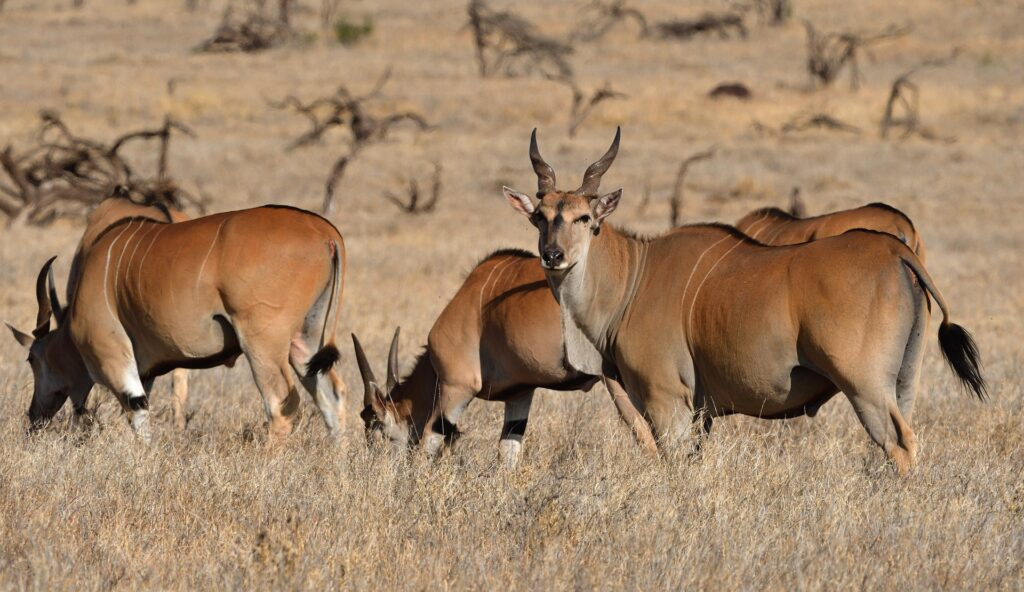 Wildlife Reserves in Uganda