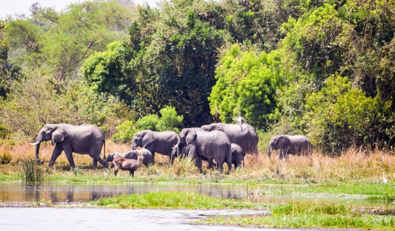 Animals in Karuma Wildlife reserve