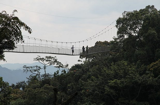 Canopy walk in Nyungwe Forest