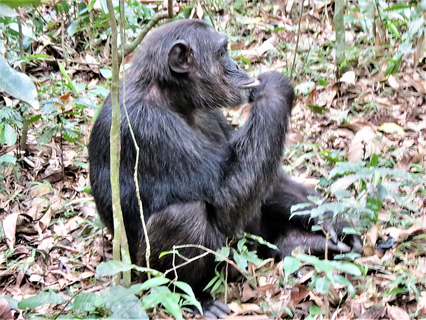 10 Days Uganda and Rwanda Safari