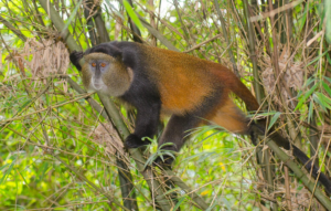 Chimpanzee alongside gorilla trekking scenery in Rwanda