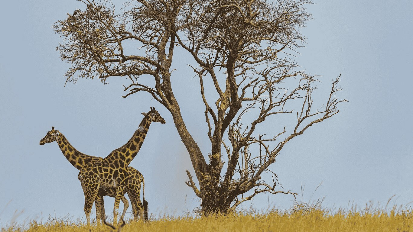 About Murchison Falls National Park