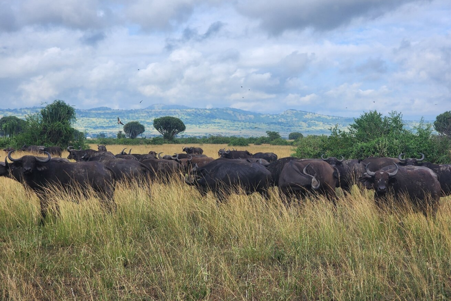 Wildlife in Queen Elizabeth Park