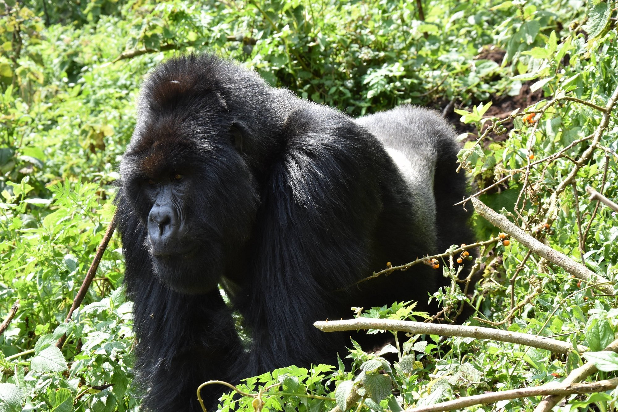3 Days Rwanda Gorillas and Golden Monkeys