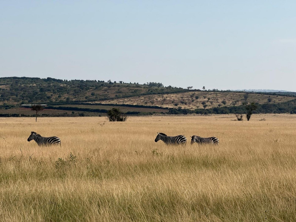 Attractions in Akagera National park