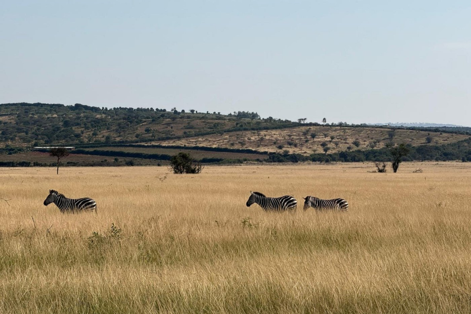 Attractions in Akagera National park