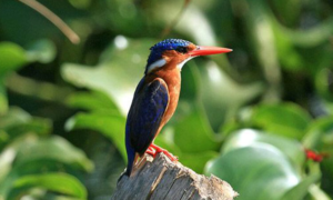 Birdwatching tour across Uganda's wetlands and forests