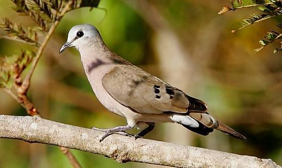 Akagera National Park