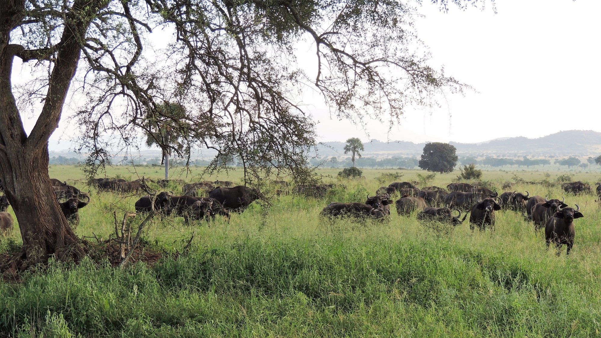 Kidepo valley National Park