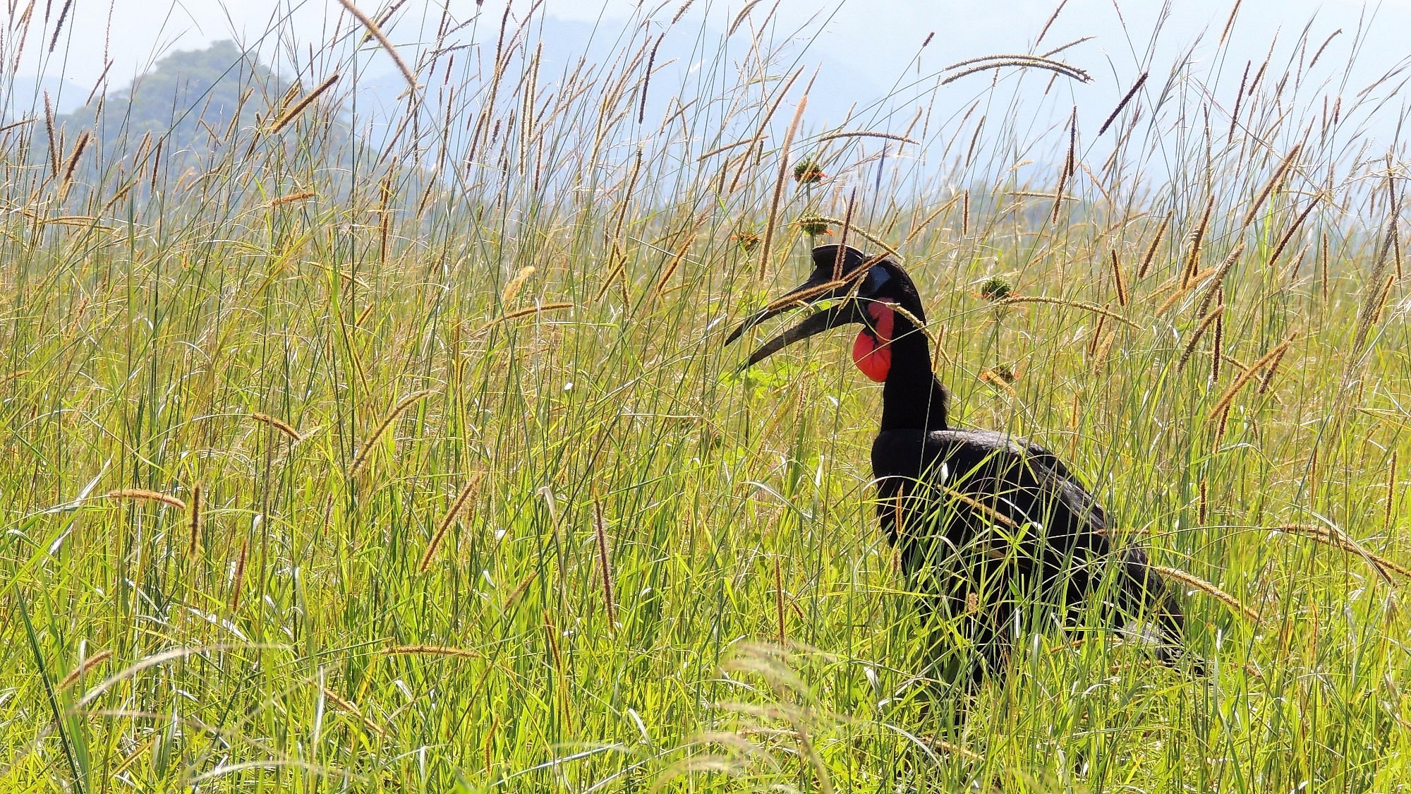 Birds in Kidepo Valley National Park