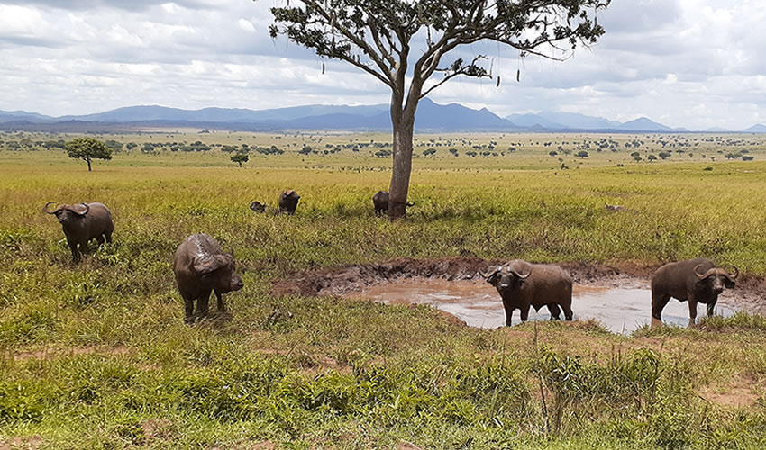 Wildlife in Kidepo Valley National Park