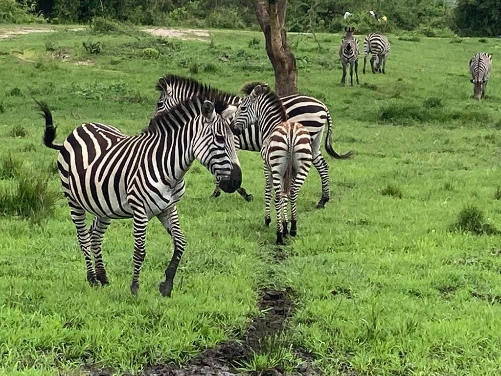 Wildlife in Lake Mburo