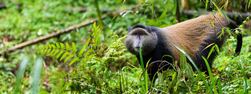5 Days Rwanda Primates Safari
