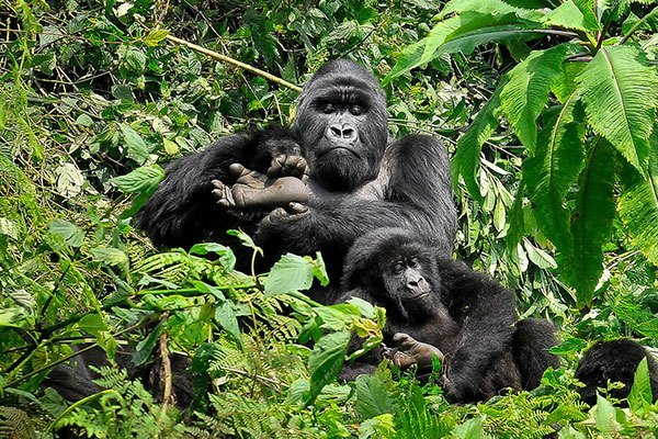 uganda-gorilla-safari.webp