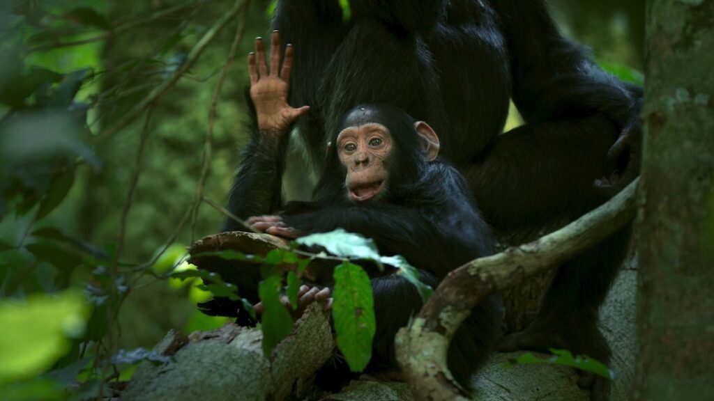 Chimpanzee Trekking in Africa