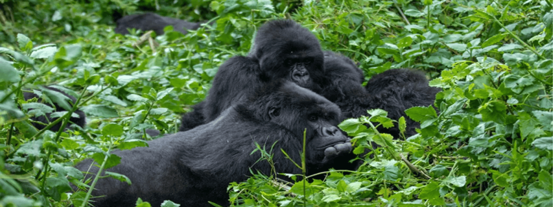 Eligible-Age-For-Gorilla-Trekking-1.webp