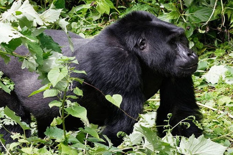Gorilla-Trekking-in-Bwindi-Forest