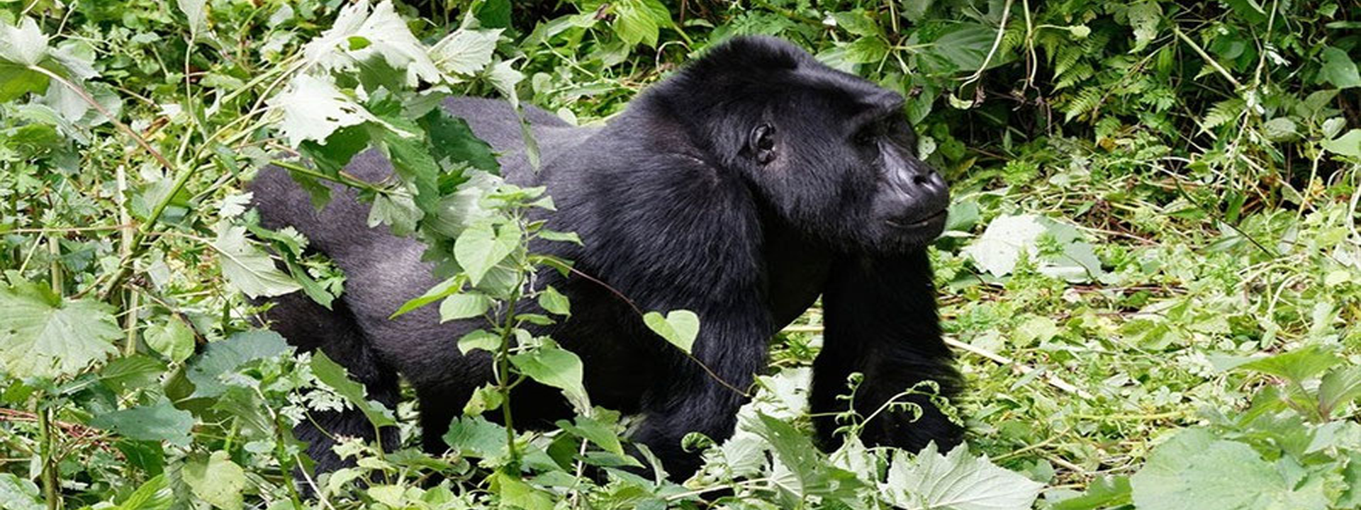Gorilla-Trekking-in-Bwindi-Forest