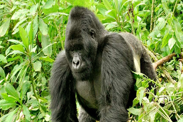 Gorilla-Trekkinggal1