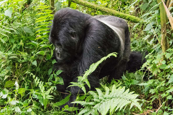 Gorilla-Trekkinggal2.webp