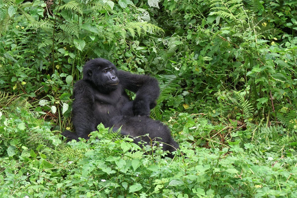 Gorilla-Trekkinggal4