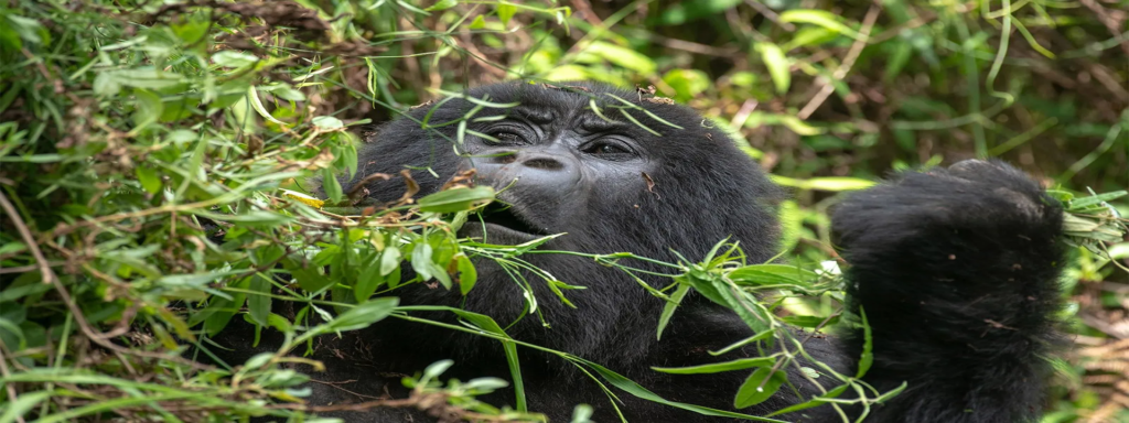 4 Days Uganda Gorillas & Wildlife Safari