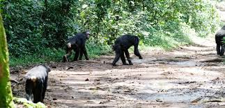 Chimpanzee Trekking in Africa
