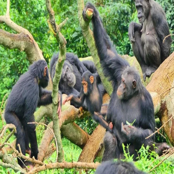 cimpanzihabituation