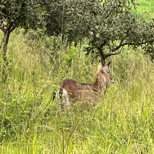 gorilawildlife