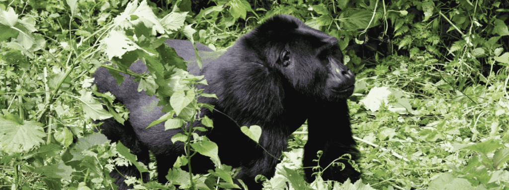 Bwindi Gorilla Trekking Safaris