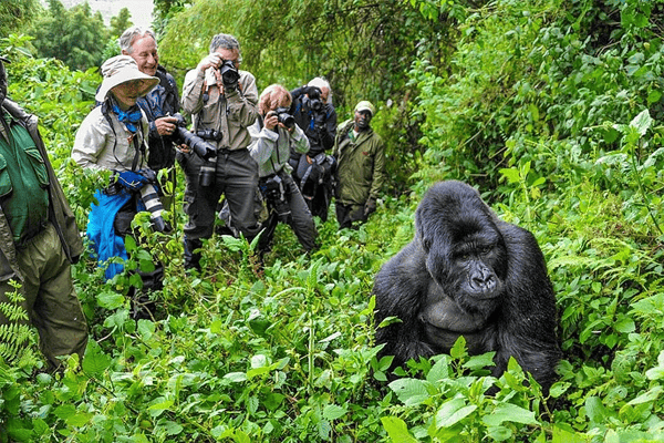 Silverback Gorilla