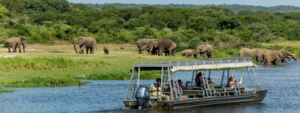 Gorilla trekking combined with wildlife safari, Uganda