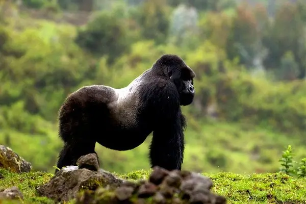 Silverback Gorilla