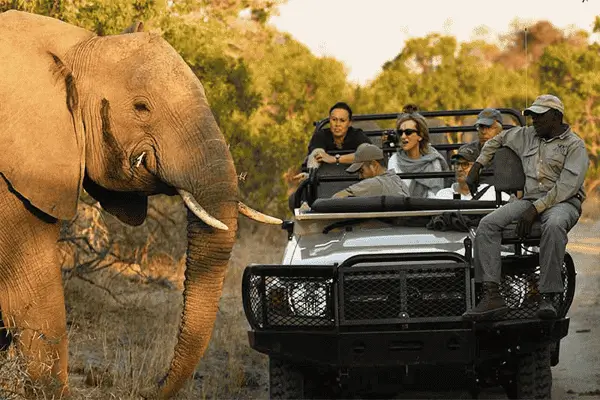 How Many Days Should i Spend on a Uganda Safaris