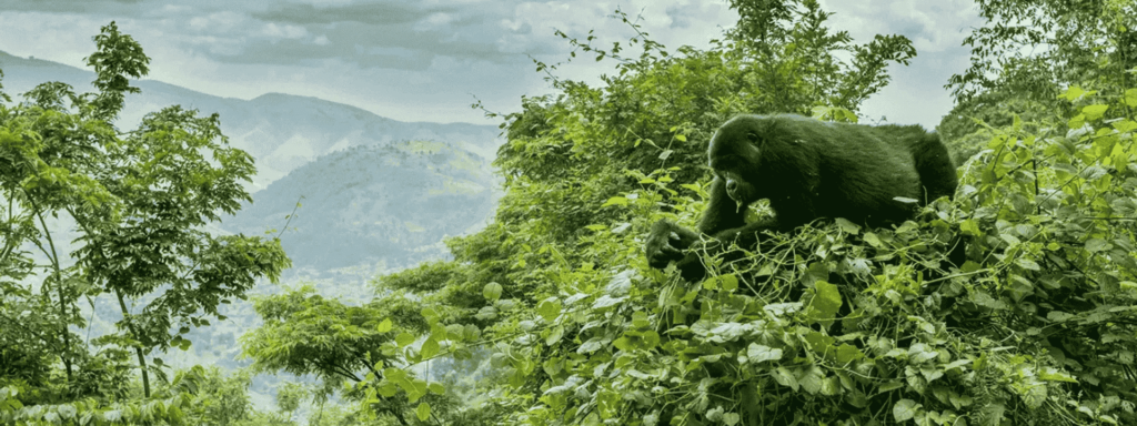 Silverback Gorilla