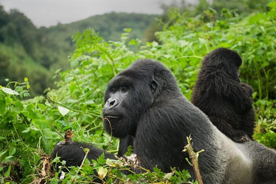 What Do Gorillas Do During Day