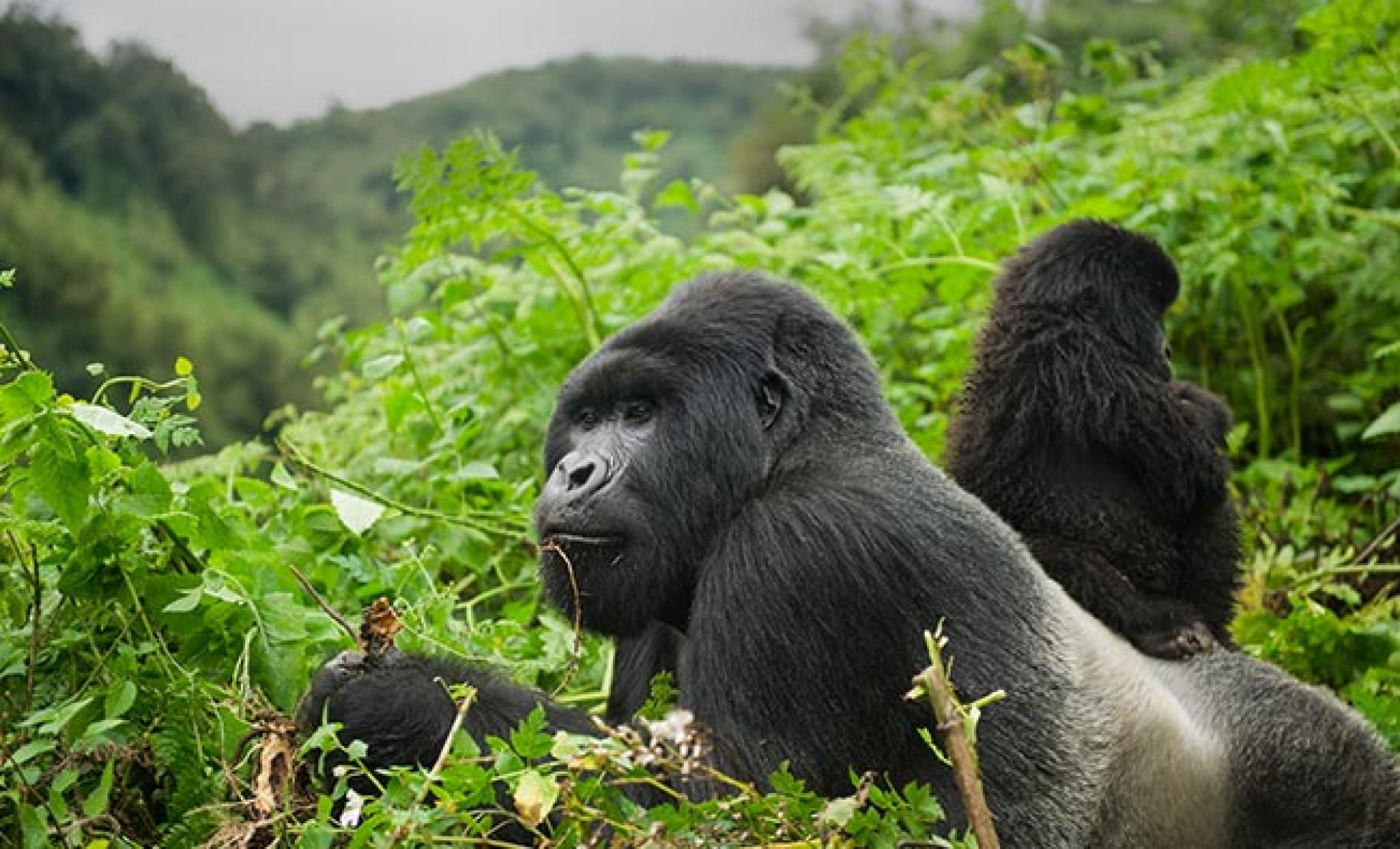 Cost of Gorilla Permits in Uganda, Rwanda & Congo
