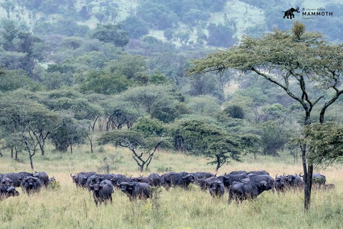 Akagera National Park