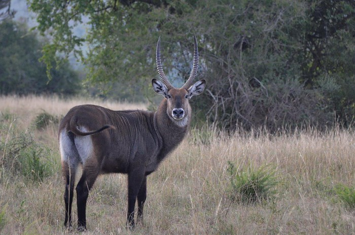 Akagera National Park