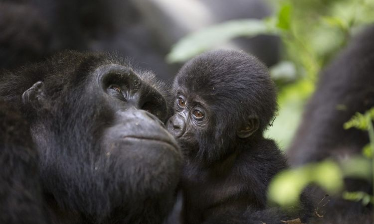 Gorilla Regions in Bwindi Forest Park