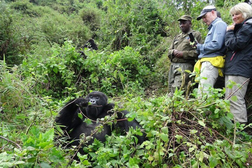 Bwindi Gorilla Trekking Safaris