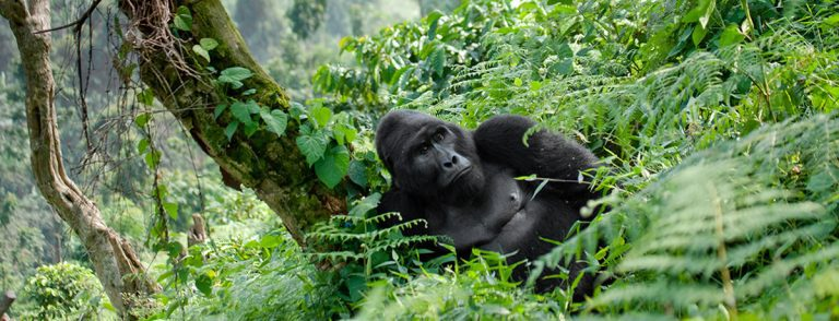 Gorilla Tracking in Uganda vs Rwanda